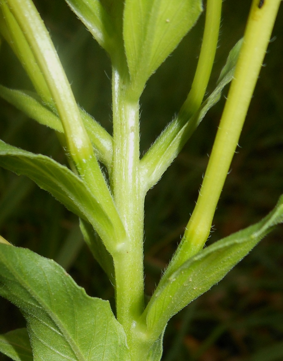 Oenothera chicaginensis / Enagra di Chicago